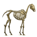 koń pociągowy szkielet