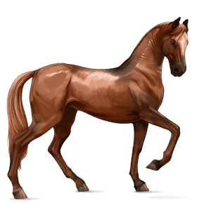 koń wierzchowy koń hanowerski skarogniada