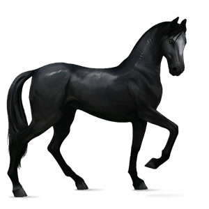 koń wierzchowy koń holsztyński siwa jabłkowita