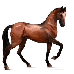 koń wierzchowy koń achał-tekiński ciemnogniada