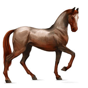 koń wierzchowy koń holsztyński gniada