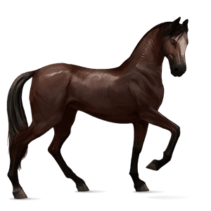 koń wierzchowy koń andaluzyjski gniada