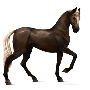 koń wierzchowy koń achał-tekiński brudnokasztanowata