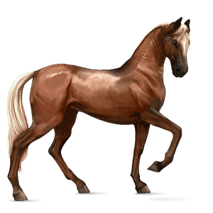 koń wierzchowy koń achał-tekiński jasnokasztanowata