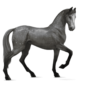 koń wierzchowy koń luzytański siwa jabłkowita