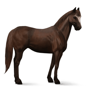 koń wierzchowy koń holsztyński ciemnokasztanowata