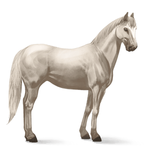 koń wierzchowy quarter horse cremello