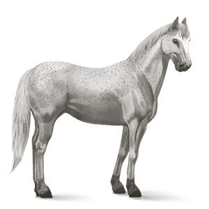 koń wierzchowy koń achał-tekiński siwa jabłkowita