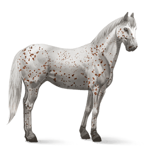 koń wierzchowy appaloosa kasztanowata leopard