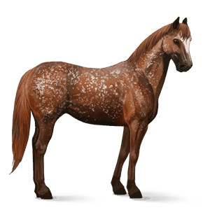 koń wierzchowy koń achał-tekiński ciemnogniada
