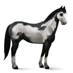 koń wierzchowy quarter horse dereszowata