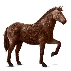 koń wierzchowy angloarab shagya siwa w hreczce