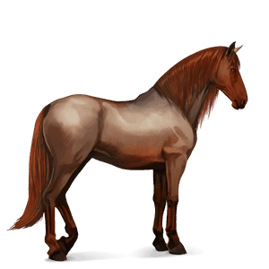 koń wierzchowy koń berberyjski bułana