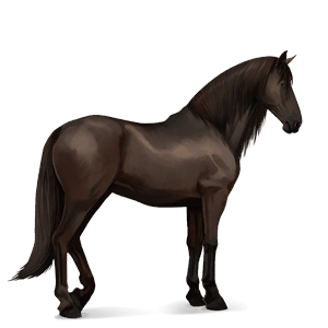 koń wierzchowy koń lipicański kara
