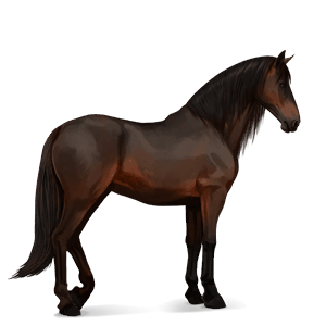 koń wierzchowy koń hanowerski siwa jabłkowita