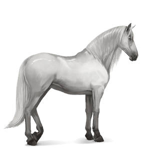 koń wierzchowy koń islandzki jasnosiwa