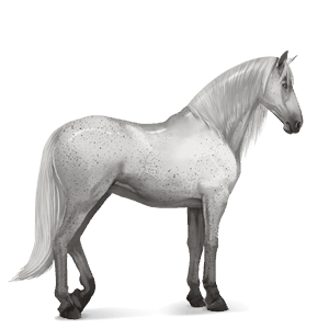 koń wierzchowy koń lipicański siwa w hreczce
