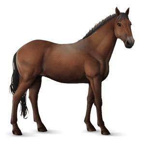 koń wierzchowy koń hanowerski skarogniada