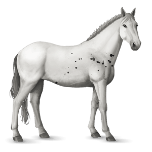koń wierzchowy koń lipicański jasnosiwa