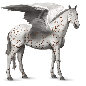 pegaz wierzchowy appaloosa kasztanowata leopard