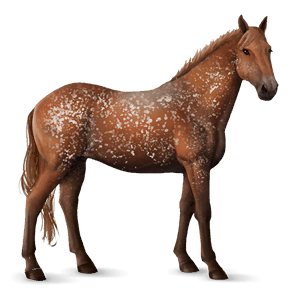 koń wierzchowy koń holsztyński kasztanowata