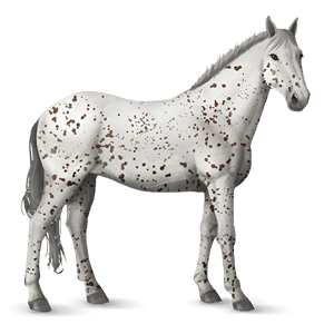koń wierzchowy koń andaluzyjski jasnosiwa
