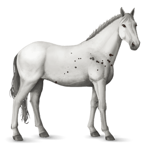 koń wierzchowy mangalarga marchador siwa w hreczce