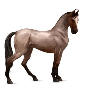 koń wierzchowy koń berberyjski gniada