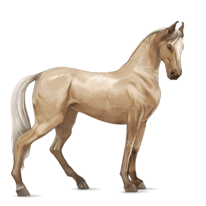 koń wierzchowy koń achał-tekiński izabelowata