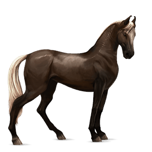 koń wierzchowy koń berberyjski ciemnogniada