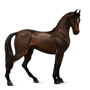koń wierzchowy koń luzytański cremello