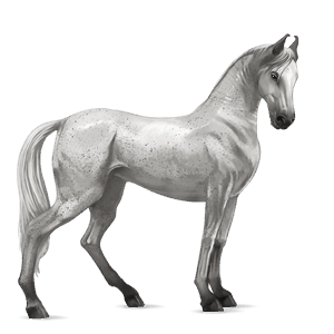 koń wierzchowy criollo jasnosiwa