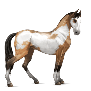 koń wierzchowy koń andaluzyjski jasnosiwa