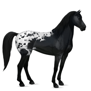 koń wierzchowy koń hanowerski ciemnogniada