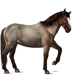 koń wierzchowy quarter horse dereszowata