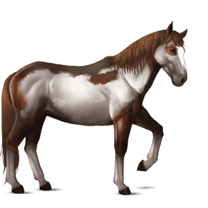 koń wierzchowy koń lipicański skarogniada