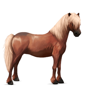 kuc haflinger izabelowata