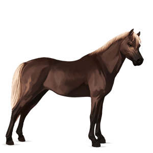 kuc haflinger brudnokasztanowata