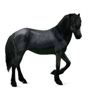 koń wierzchowy quarter horse kara