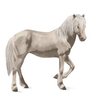 koń wierzchowy koń berberyjski siwa w hreczce