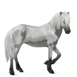 koń wierzchowy koń andaluzyjski siwa jabłkowita