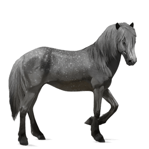 koń wierzchowy quarter horse siwa jabłkowita