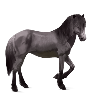 koń wierzchowy koń andaluzyjski ciemnogniada