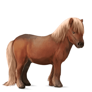 kuc haflinger jasnokasztanowata