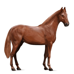 koń wierzchowy koń luzytański kasztanowata