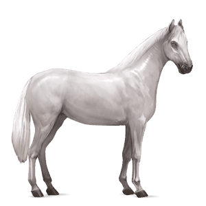 koń wierzchowy koń hanowerski jasnosiwa