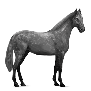 koń wierzchowy koń berberyjski siwa jabłkowita