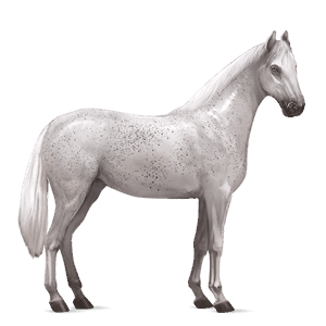 koń wierzchowy koń holsztyński ciemnogniada