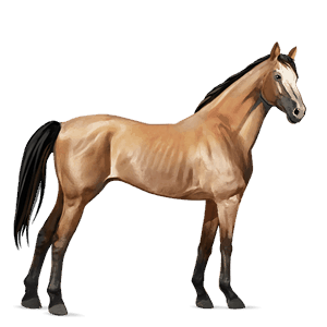 koń wierzchowy koń andaluzyjski brudnokasztanowata