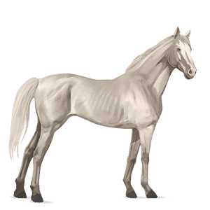 koń wierzchowy koń hanowerski kasztanowatodereszowata